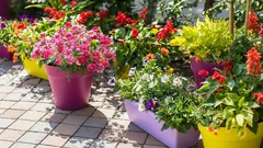 Saksıda Bitki Yetiştirme İpuçları: Balkonunuzu Yeşil Bir Vahaya Dönüştürün